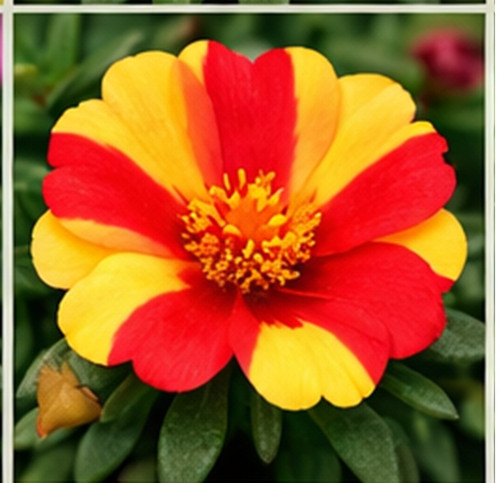 Hybrid Portulaca n.jpg