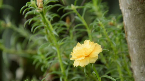 yellow rose moss blooming in garden.jpg