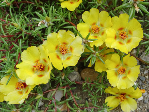 Yellow Shrubby purslane flowers in the summer.jpg