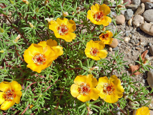Yellow Moss-rose flowers. Portulaca grandiflora.jpg
