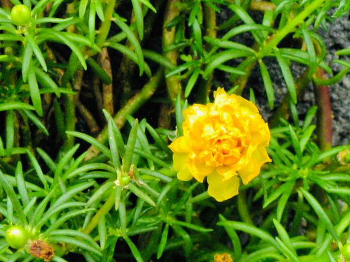 Beautiful Flower, Fresh Yellow Purslane, Moss Rose, Ten O'Clock, Sun Rose or Portulaca Grandiflora F.jpg