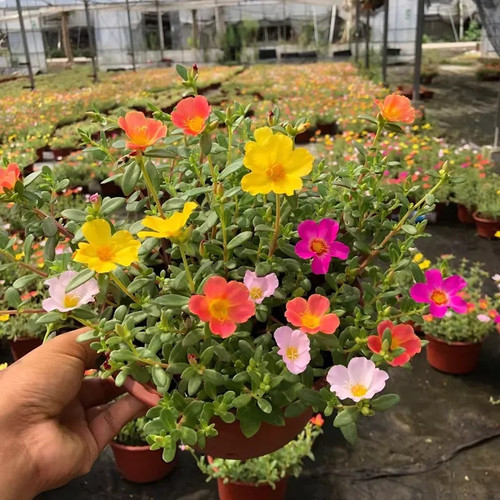 Hybrid Portulaca z.jpg