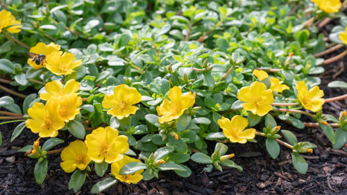 Vibrant yellow portulaca blooms of a beautiful trailing groundcover plant..jpg