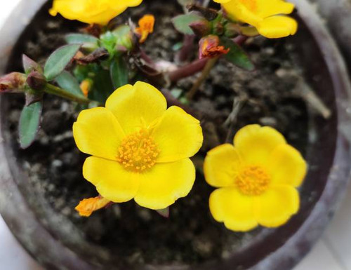 Yellow Portulaca flower. Portulaca is the type genus of the flowering plant family Portulacaceae. Th.jpg