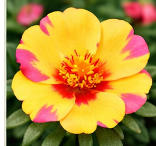 Hybrid Portulaca v.jpg