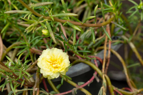 Yellow Portulaca oleracea bloom flower in garden..jpg