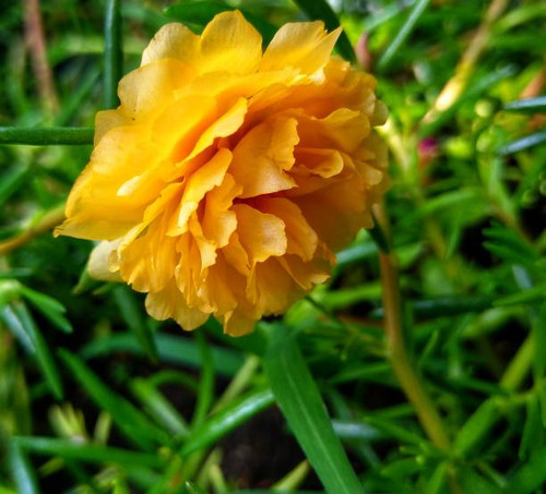 Yellow portulaca flower in bloom on the morning in the garden.jpg
