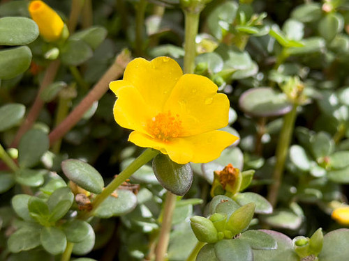 A view of a yellow purslane flower, on display at the nursery..jpg