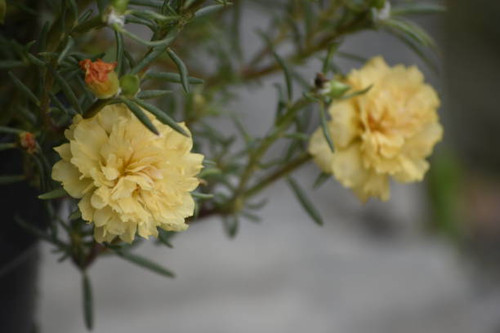 A close up photo of a portulaca flower or krokot flower. Portulaca grandiflora is a succulent flower.jpg