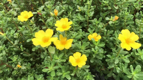 Purslanes flowers bush.jpg