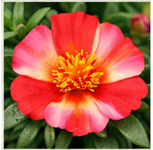 Hybrid Portulaca w.jpg