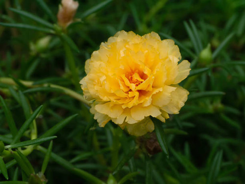 Yellow Portulaca flower in garden. (Portulaca oleracea).jpg