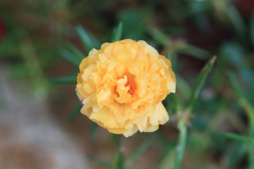 Yellow Portulaca Flowers.jpg