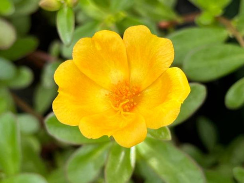 Portulaca grandiflora is a succulent flowering plant in the family Portulacaceae..jpg