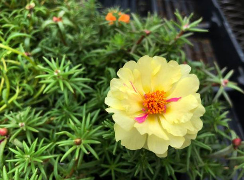 Portulaca grandiflora or Little Hogweed or Pusley flower.jpg