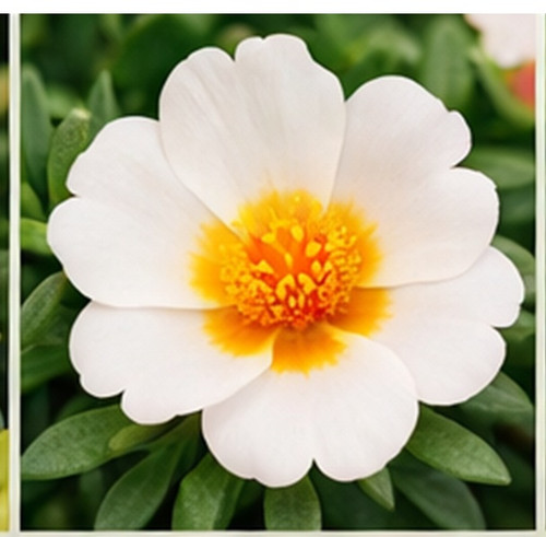 Hybrid Portulaca m.jpg