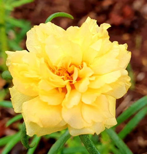 yellow purslane flower in the garden.jpg