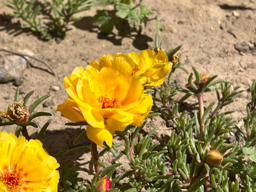 Close-up of vibrant yellow portulaca flowers blooming in the sun with green succulent leaves in a sa.jpg