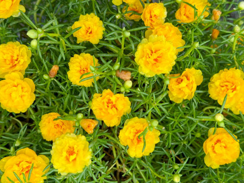 Yellow portulaca oleracea flowers in the garden.jpg