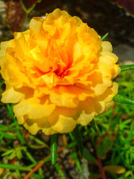 A single yellow moss-rose purslane flower in the garden.jpg