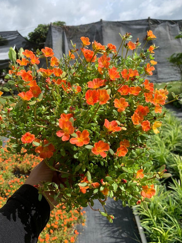 40 il 794x N 6187925442 noyv jpg.jpg