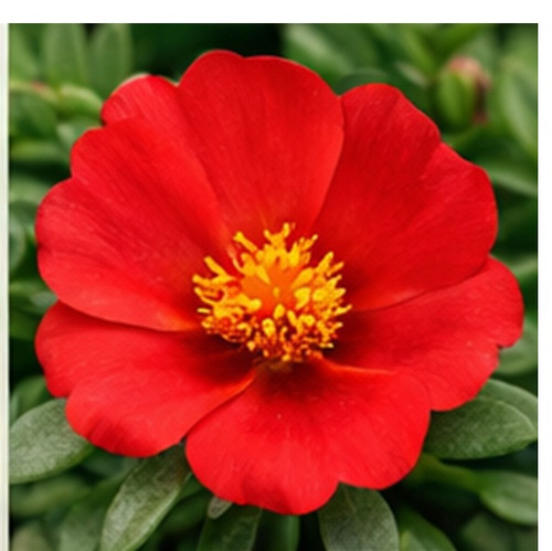 Hybrid Portulaca s.jpg