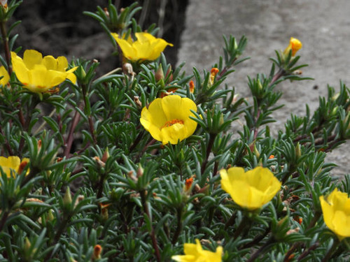 portulaca in bloom growing in the garden.jpg