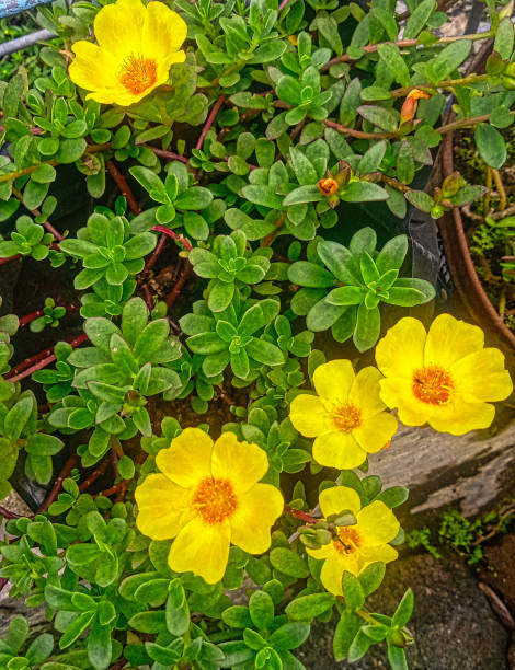 yellow rose moss climbing type flowers.jpg