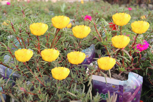 Yollow time flower from a garden in Bangladesh.jpg