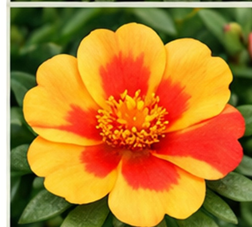 Hybrid Portulaca x.jpg