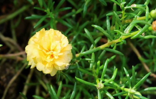 Beautiful Flower, Fresh Yellow Purslane, Moss Rose, Ten O'Clock, Sun Rose or Portulaca Grandiflora F.jpg