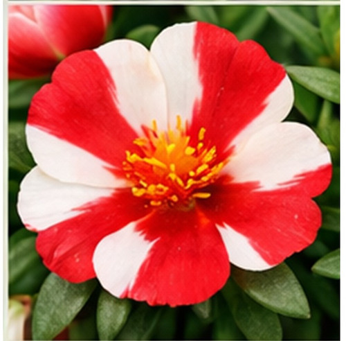 Hybrid Portulaca u.jpg