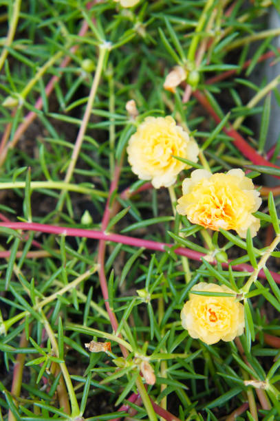 Portulaca oleracea or purslane succulent plant yellow double flowers with green.jpg
