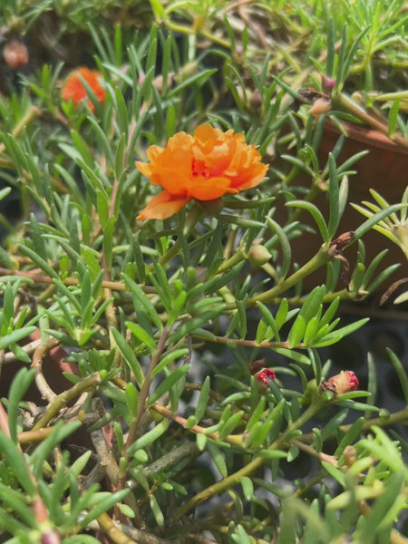 47 bdf1d4d5288c4806857ec32423e3971d thumbnail 0000000000 600x600 jpg.jpg