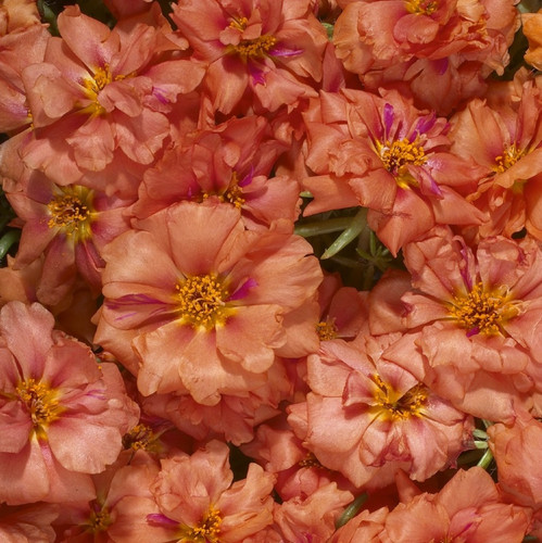 41 5544 2 1531495525961 jpg.jpg