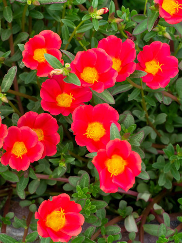 37 FF426 Portulaca Grandiflora Orange 1 jpg.jpg