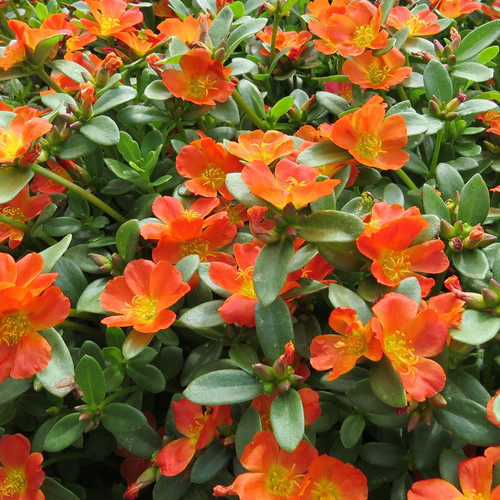 50 portulaca mojave tangerine purslane gc pormt 01 jpg.jpg