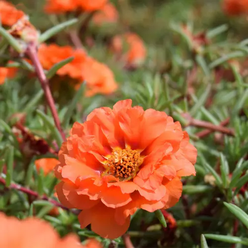 51 Naturix Wholesale Double Orange Color Moss Rose Flower Seeds for Planting.webp