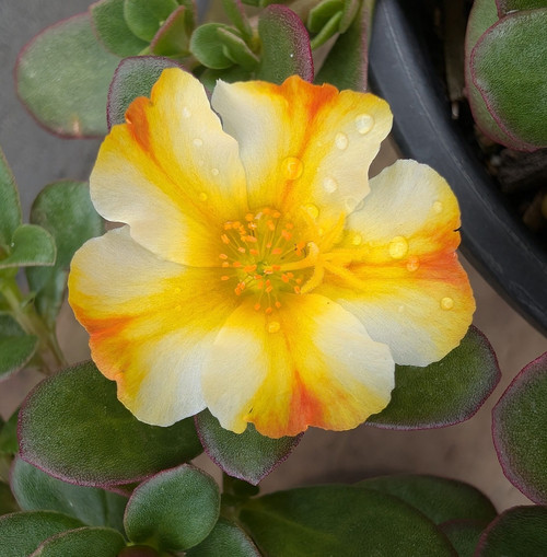 43 Portulaca Orange Twist flower jpg.jpg