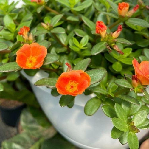 48 orange portulaca 28110997487658 1200x1200 jpg.jpg