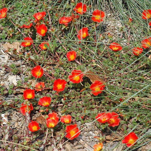 52 Rio Grande Orange Portulaca 500x500 jpg.jpg