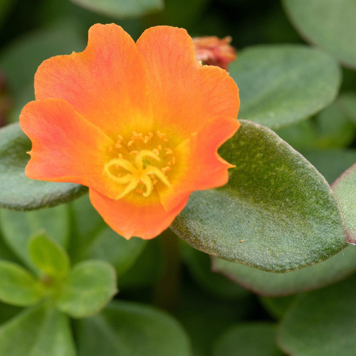 47 GS Portulakorange D jpg.jpg