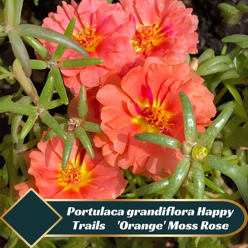 52 il fullxfull 6533593903 2z3b jpg.jpg