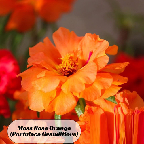 53 il fullxfull 6468691589 ep7y jpg.jpg