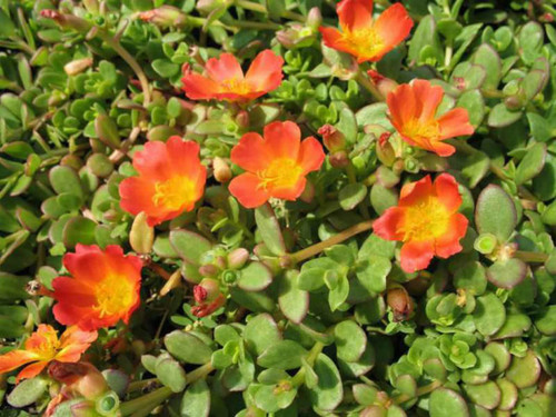 49 Portulaca oleracea Balriorg Purslane1 788x591 jpg.jpg