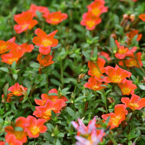 42 Portulaca Plant Table Rose Orange jpg.jpg