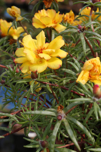 Portulaca oleracea (common purslane, little hogweed or pursley). Yellow flowers in flower pot in gar.jpg