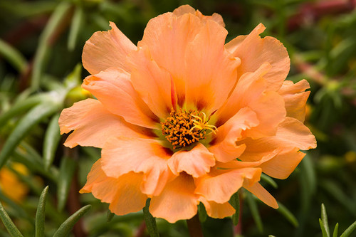 49 Portulaca 24 7 Peach jpg.jpg
