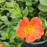 54 Portulaca Orange jpg.jpg