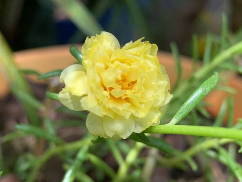 Portulaca grandiflora is a succulent flowering plant in the family Portulacaceae..jpg